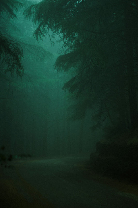 Misty forest path with tall evergreen trees