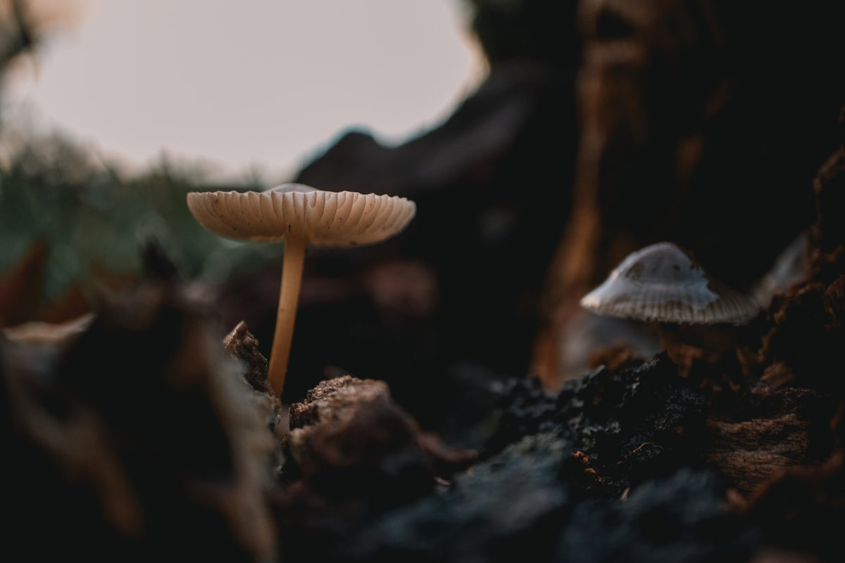 Small mushrooms growing on a mossy forest floor