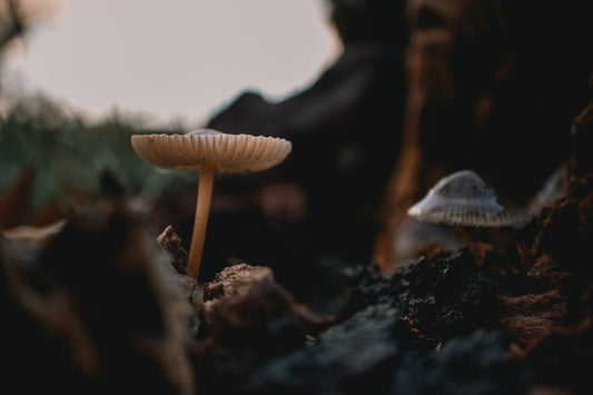 Small mushrooms growing on a mossy forest floor
