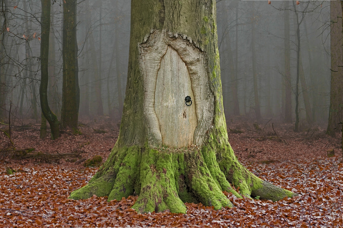 Fairy door carved into a mossy tree trunk