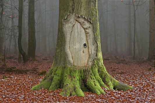 Fairy door carved into a mossy tree trunk