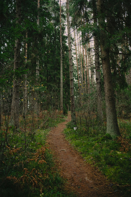 A winding dirt path through a dense forest