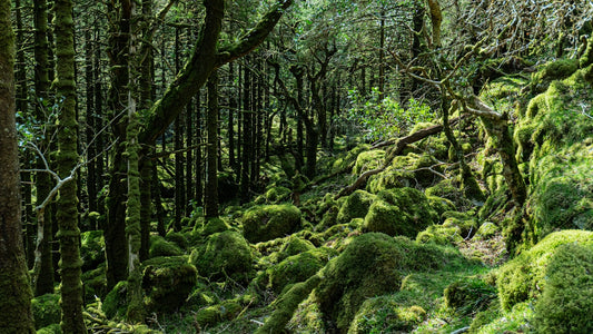 Lush green moss covers rocks and trees in a forest.