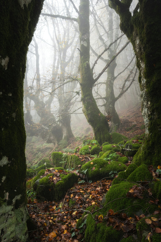 Misty forest scene with mossy rocks and fallen leaves