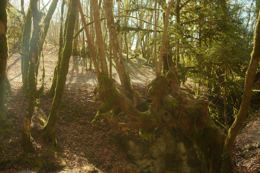 Sunlight streams through a mossy forest path.