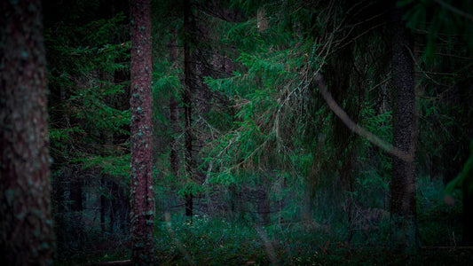 Dark evergreen forest with dense foliage and undergrowth