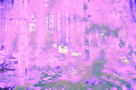 Pink forest with trees and dappled sunlight.