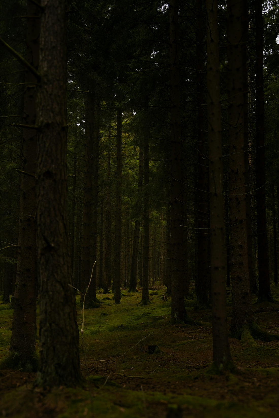 Dark forest with tall trees and mossy ground.