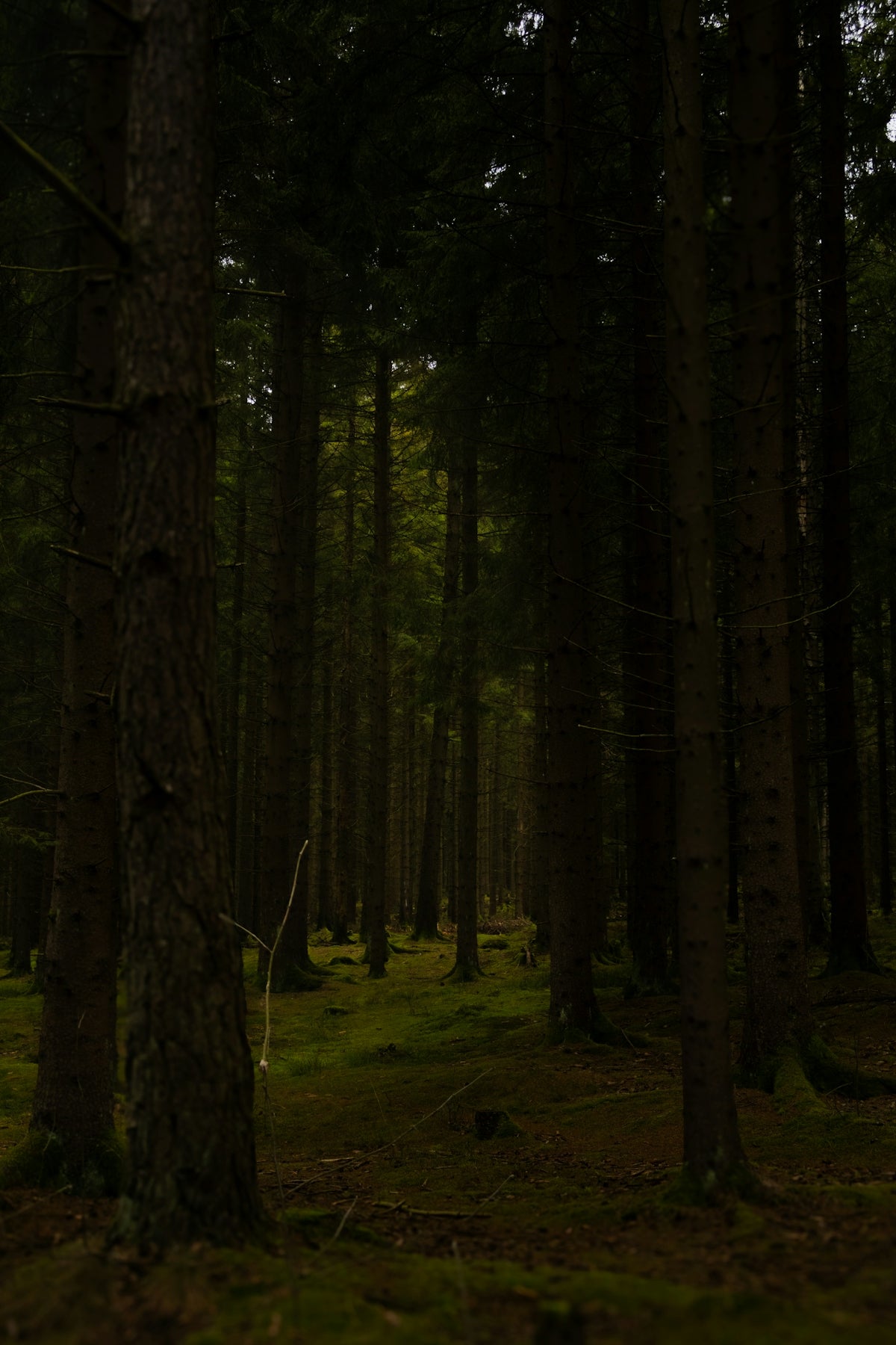 Dark forest with tall trees and mossy ground.
