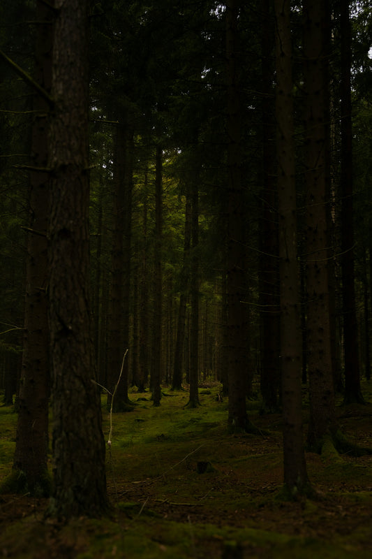 Dark forest with tall trees and mossy ground.