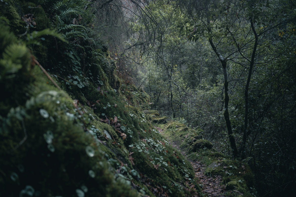 A lush green forest path with mossy rocks