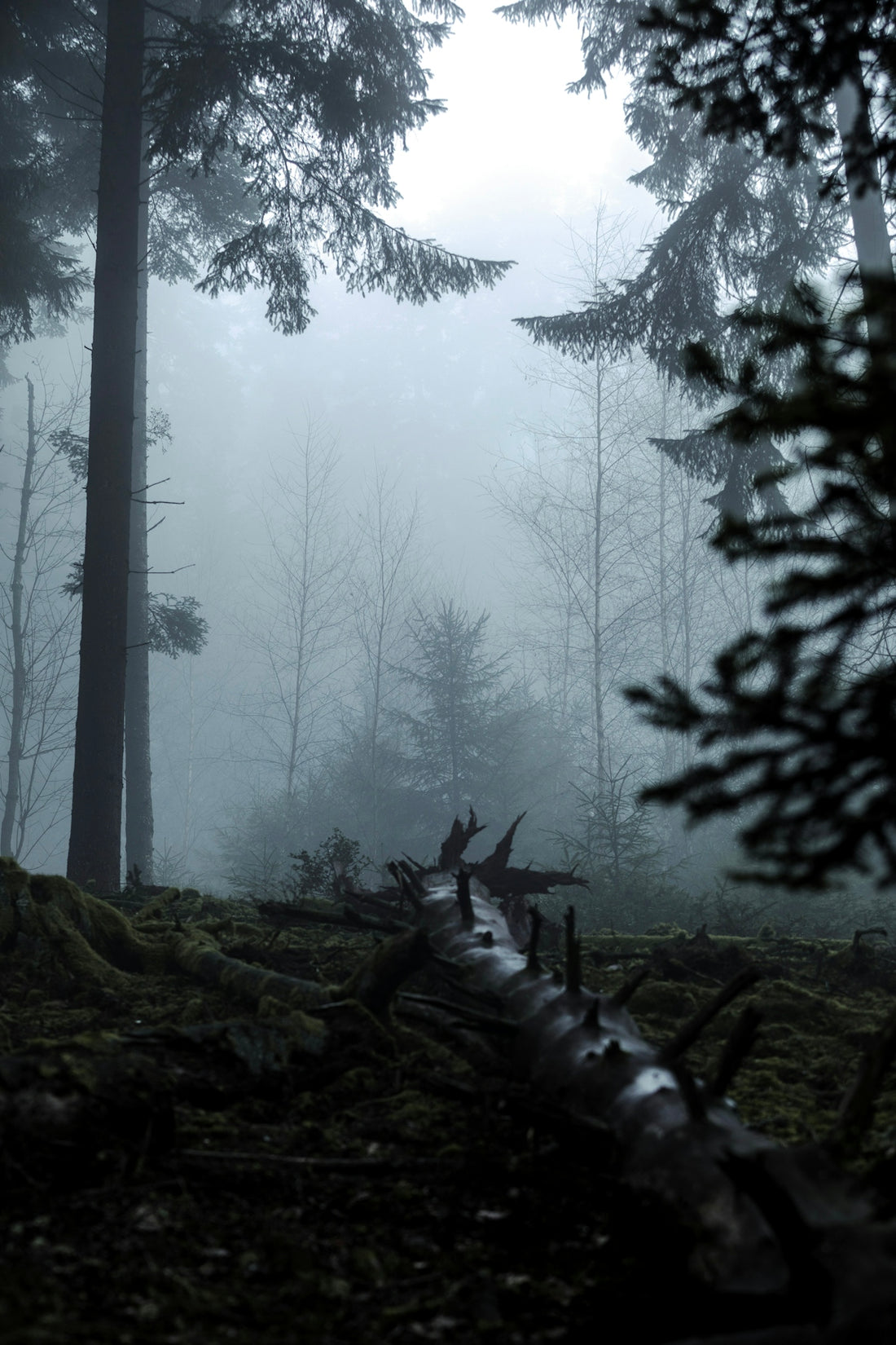 Foggy forest with a fallen tree trunk.