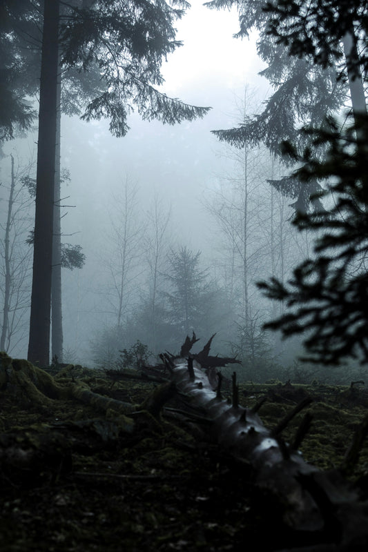 Foggy forest with a fallen tree trunk.