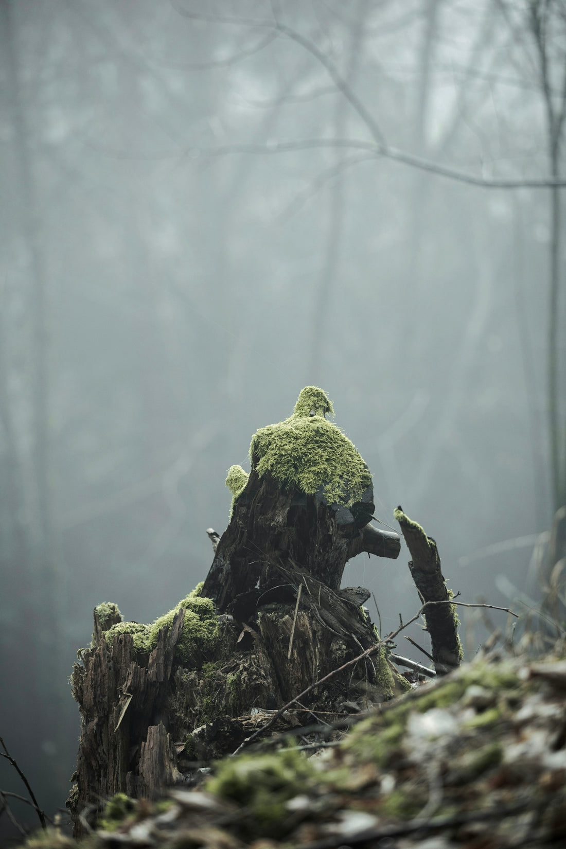 Moss-covered tree stump in a foggy forest.