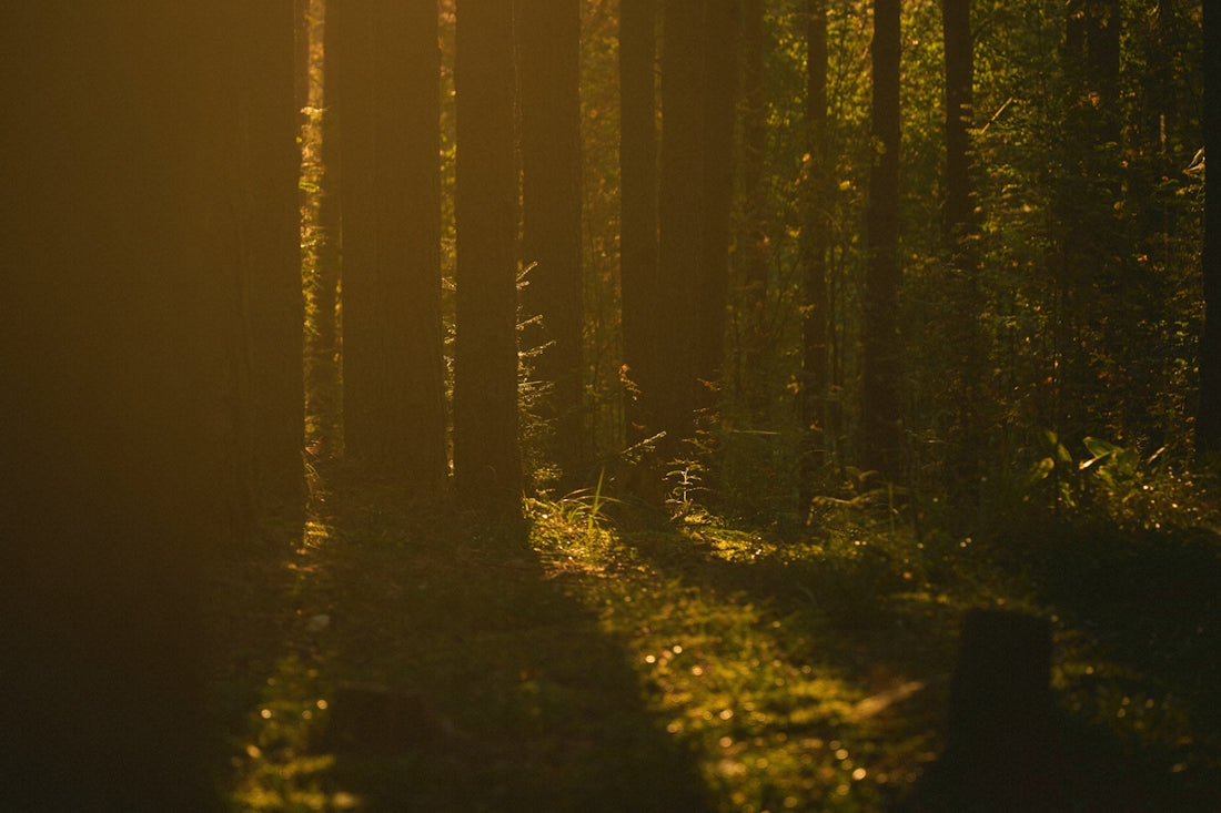 Sunlight streams through a dense forest canopy.