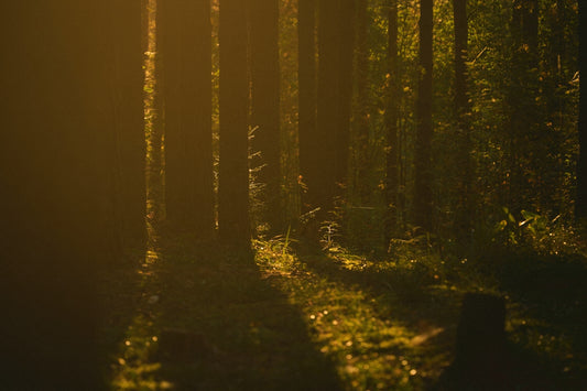 Sunlight streams through a dense forest canopy.