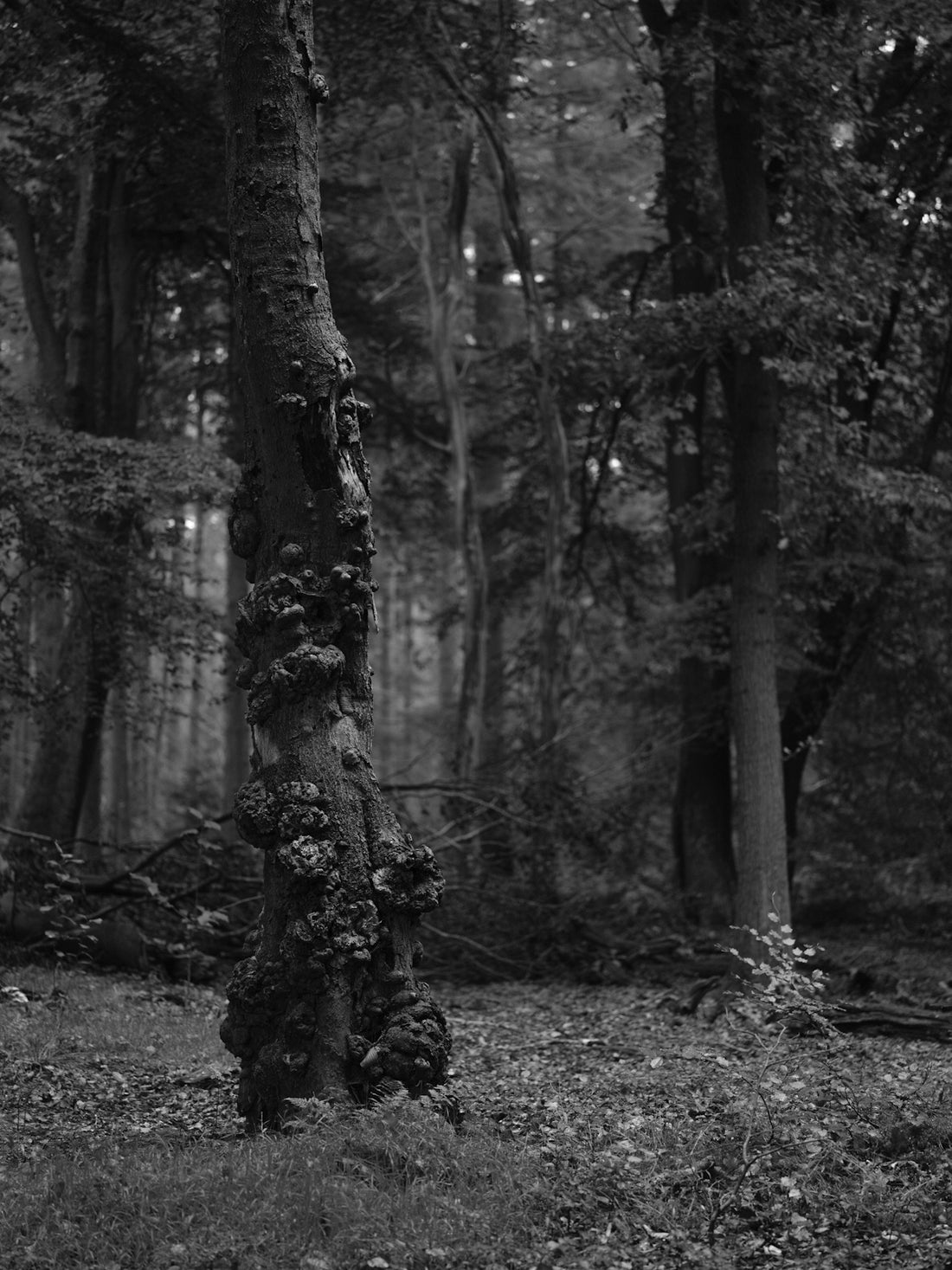 Monochrome view of a gnarled tree in a dark forest