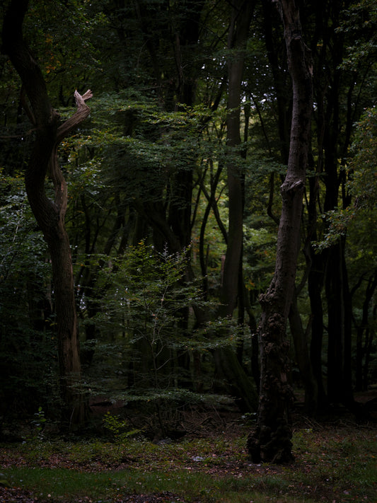 Dark forest with tall trees and dense foliage.