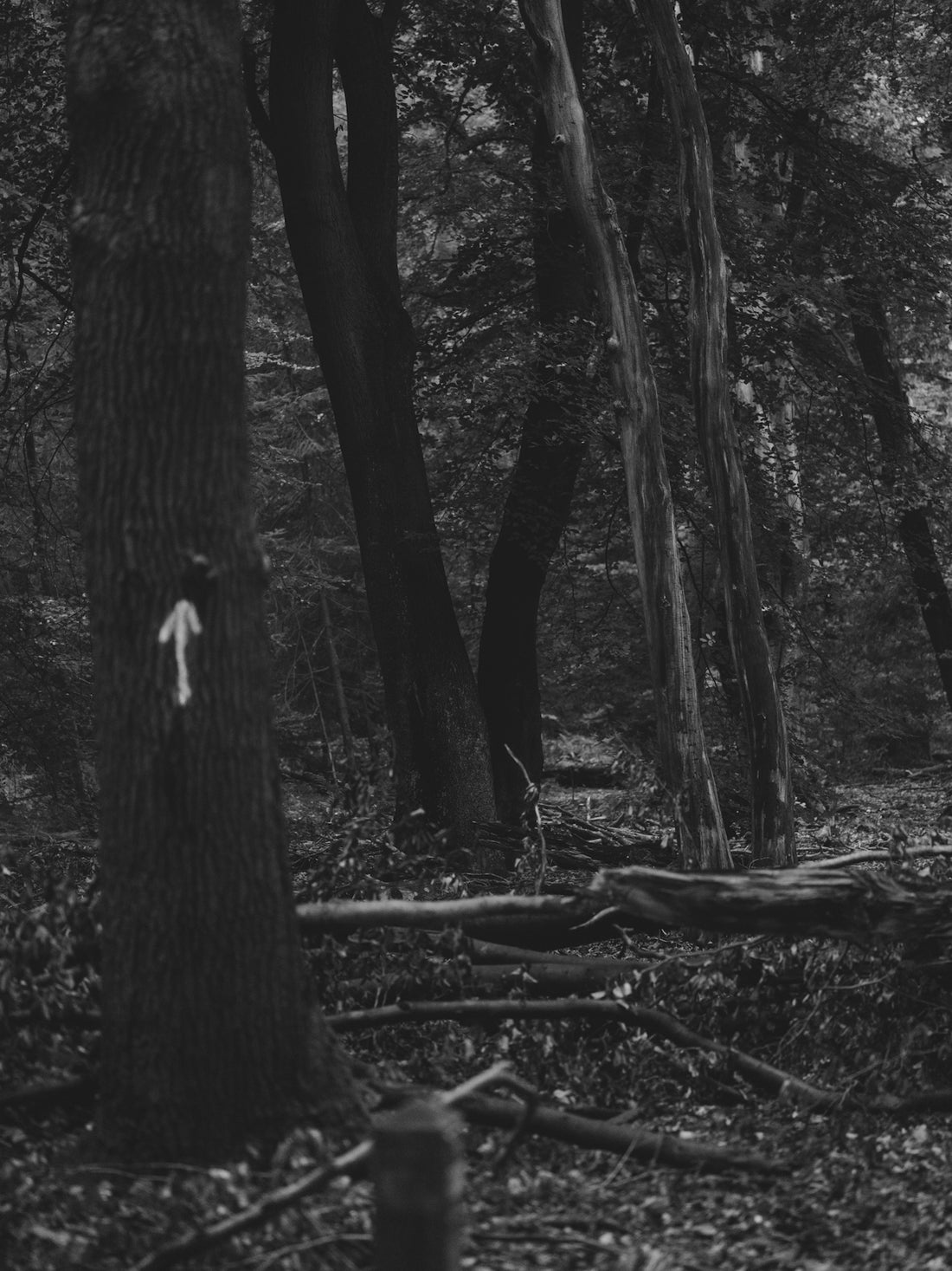 A white arrow painted on a tree in a forest.