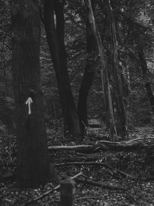 A white arrow painted on a tree in a forest.