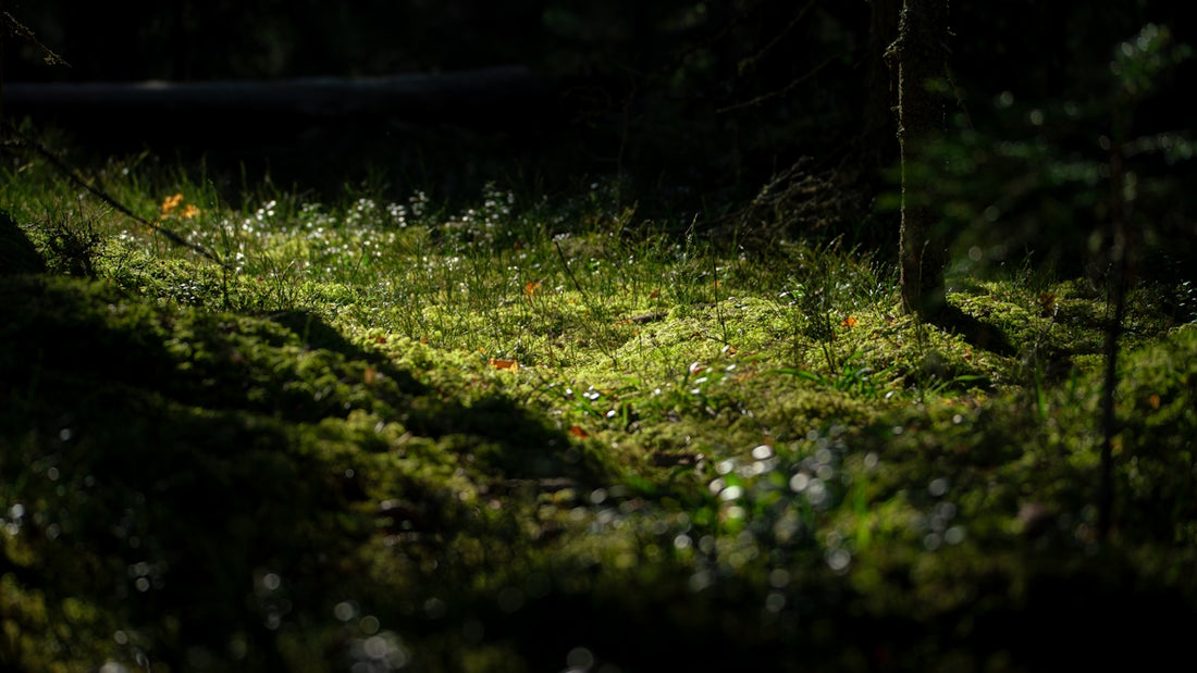 Sunlight illuminates moss and small white flowers in forest.