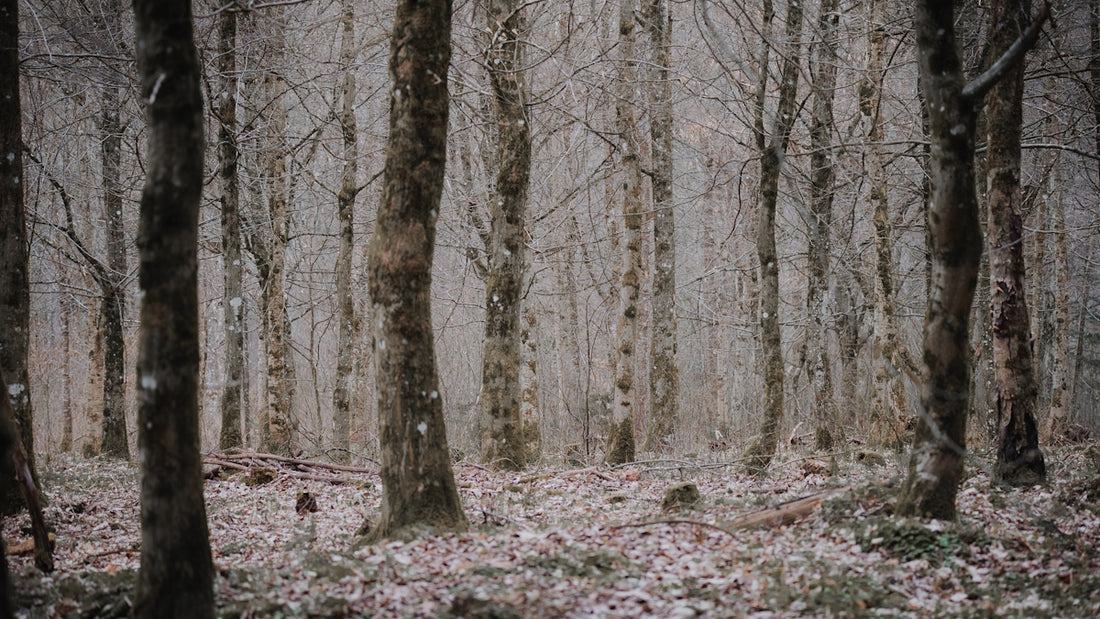 Bare trees in a dense, overcast forest