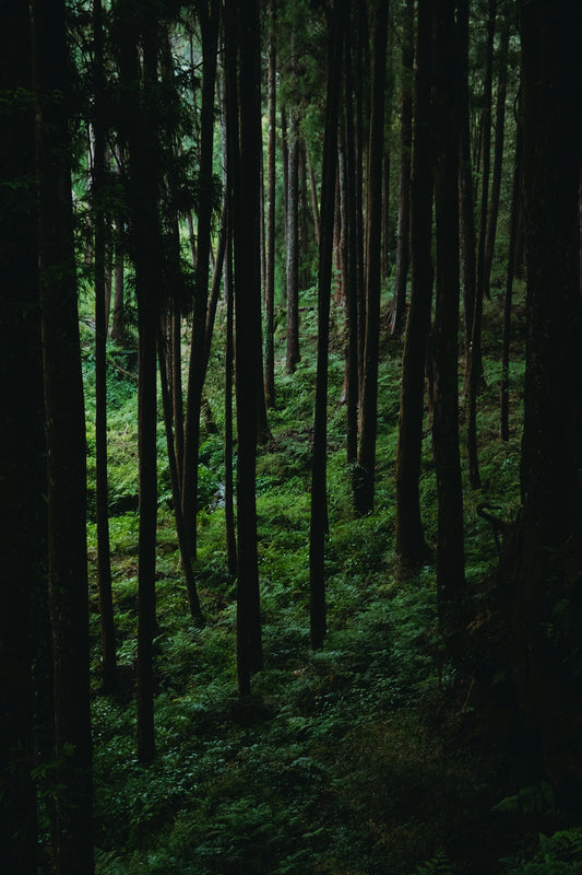 Tall trees line a lush, green forest floor.