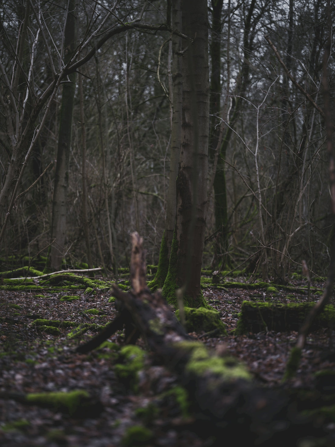 Dark forest with mossy ground and fallen tree