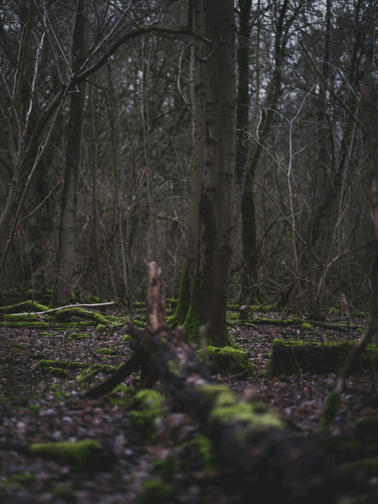 Dark forest with mossy ground and fallen tree
